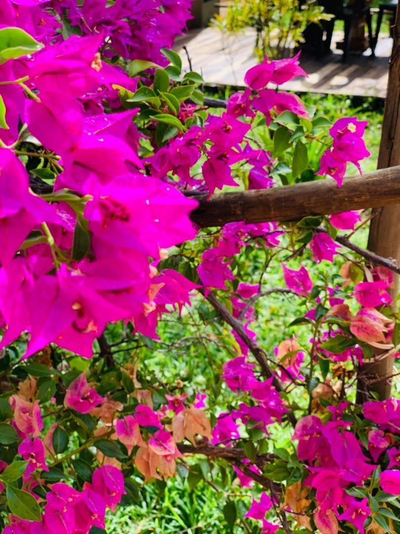 Jungle Breeze Home Stay Kasane Esterno foto